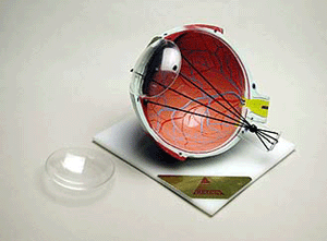 Astigmatism Human Eye Model