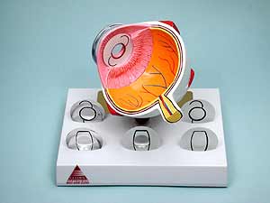 Intra Ocular Lens Eye Model